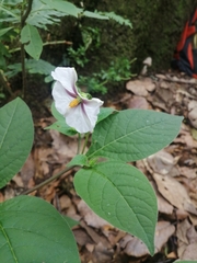 Lycianthes ciliolata