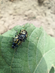 Zygogramma signatipennis