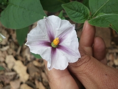 Lycianthes ciliolata