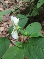 Lycianthes ciliolata