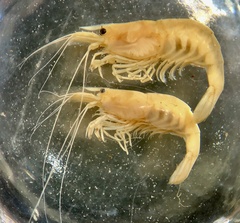 Caridina indistincta