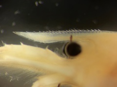 Caridina indistincta