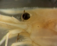 Caridina indistincta