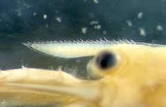 Caridina indistincta