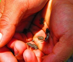 Anaxyrus compactilis