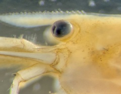 Caridina indistincta
