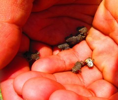 Anaxyrus compactilis