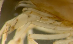 Caridina indistincta