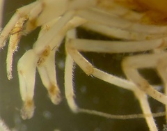 Caridina indistincta