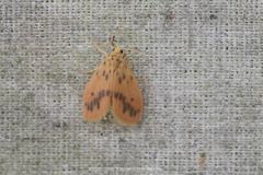 Miltochrista lateritia