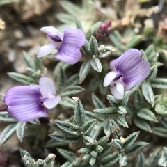 Astragalus kentrophyta tegetarius