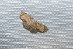 Chrysocraspeda marginata
