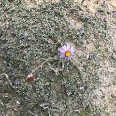 Astragalus kentrophyta tegetarius