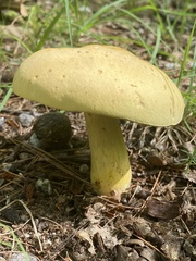 Neoboletus pseudosulphureus