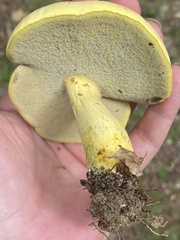 Neoboletus pseudosulphureus
