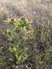 Pyrrocoma carthamoides