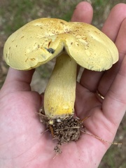 Neoboletus pseudosulphureus