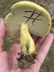 Neoboletus pseudosulphureus