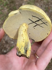 Neoboletus pseudosulphureus