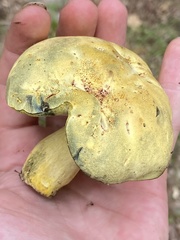 Neoboletus pseudosulphureus