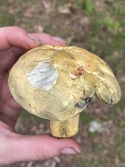 Neoboletus pseudosulphureus