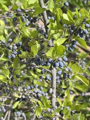 Forestiera pubescens pubescens