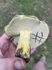 Neoboletus pseudosulphureus