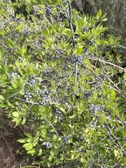 Forestiera pubescens pubescens