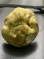 Neoboletus pseudosulphureus