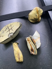 Neoboletus pseudosulphureus