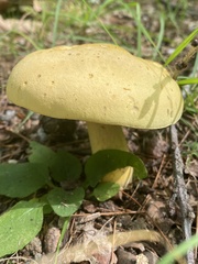 Neoboletus pseudosulphureus