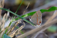 Electrostrymon endymion