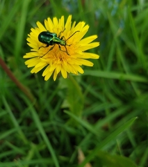 Metopoceris