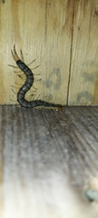 Hemiscolopendra