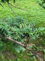 Taxus cuspidata
