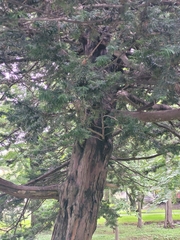 Taxus cuspidata
