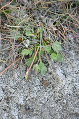 Halerpestes tricuspis