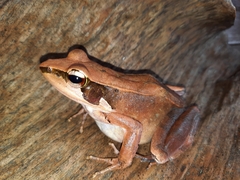 Humerana miopus
