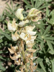 Lupinus angustiflorus