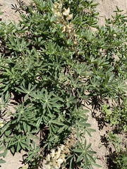 Lupinus angustiflorus