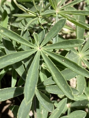 Lupinus angustiflorus