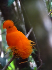 Rupicola rupicola