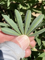 Lupinus angustiflorus