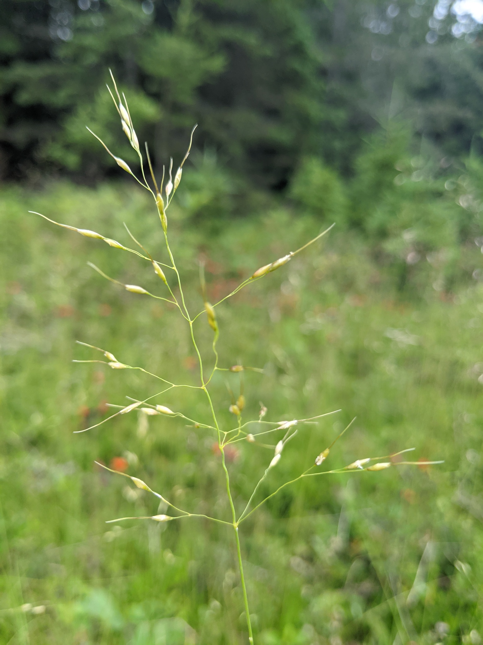 Piptatherum canadense