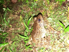 Limnonectes kuhlii