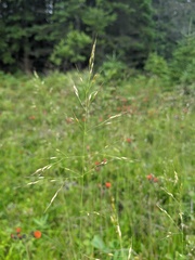 Piptatheropsis canadensis
