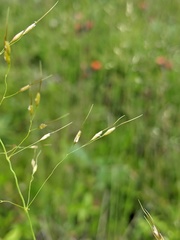 Piptatheropsis canadensis