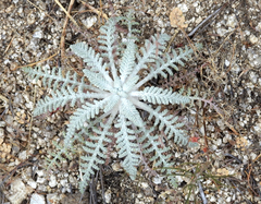 Chaenactis douglasii douglasii