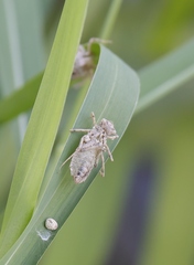 Brachythemis contaminata