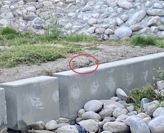 Otospermophilus beecheyi